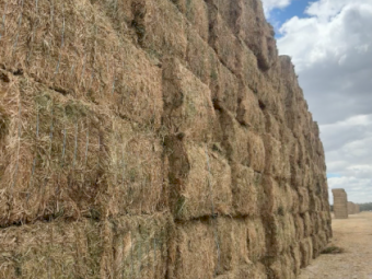1200mt Vetch Hay 8x4x3 Bales (New Season)