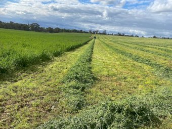 63 x Lucerne Hay A Grade Quality Round Bales