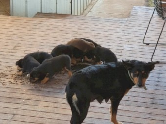 Kelpie Pups