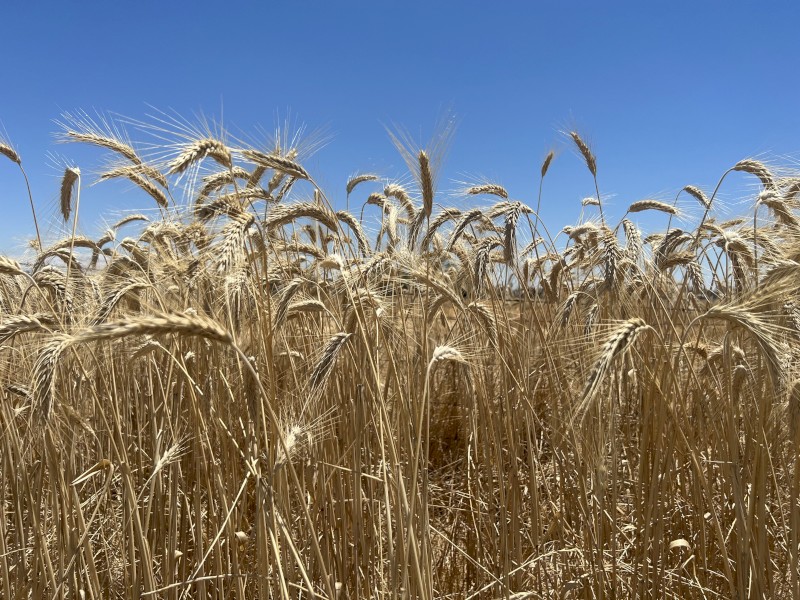 Triticale for sale. 