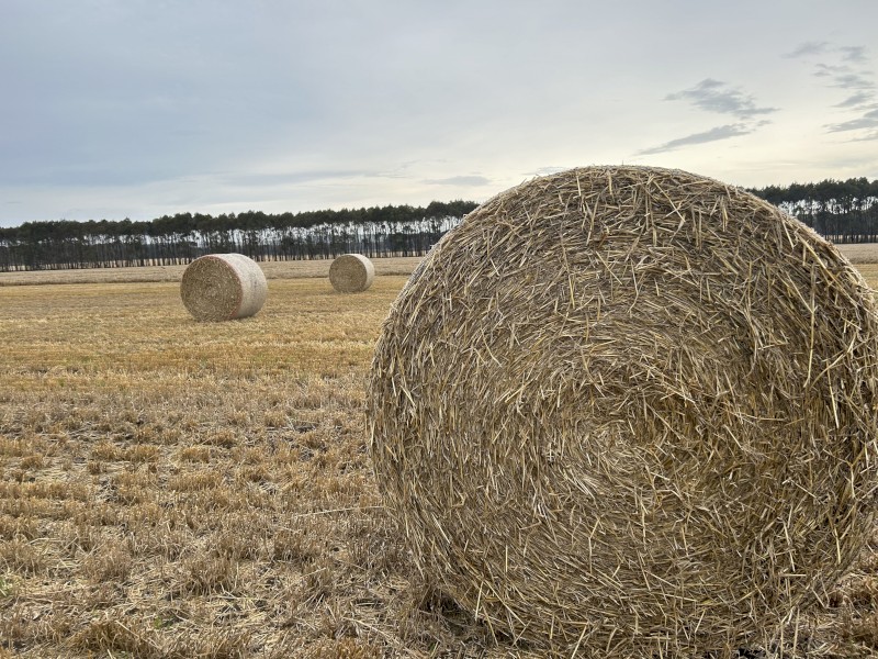 Barley Straw