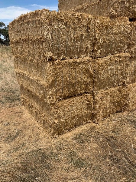 Wheat Straw
