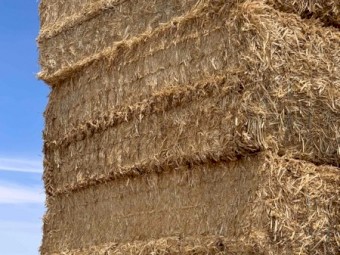 Wheat Straw