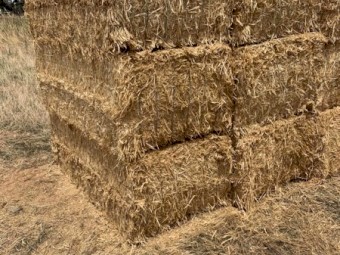 Wheat Straw