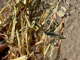 Oaten Hay Shedded