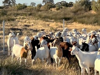 Boer X Does
