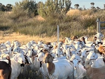 Boer X Does