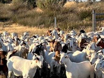 Boer X Does