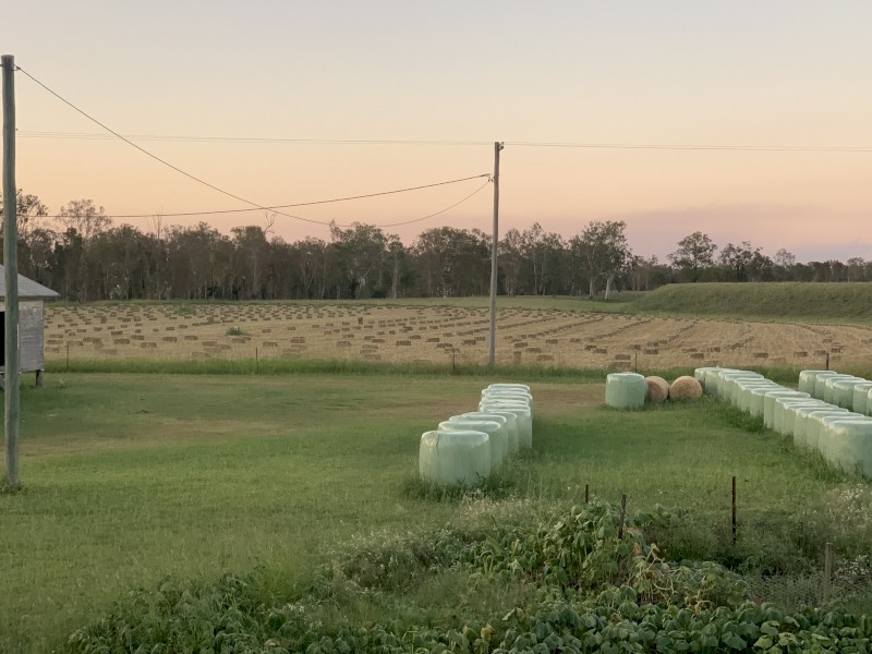Lab Lab Cowpea Millett Sorghum Mix Hay Small Squares