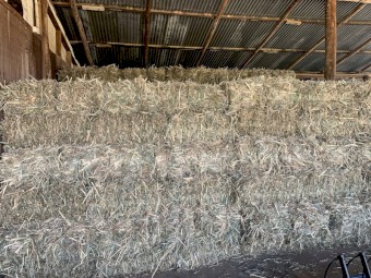 Lab Lab Cowpea Millett Sorghum Mix Hay Small Squares