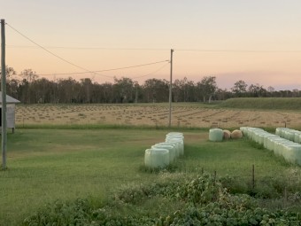 Lab Lab Cowpea Millett Sorghum Mix Hay Small Squares