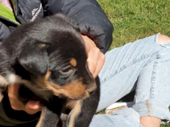 Kelpie Pups