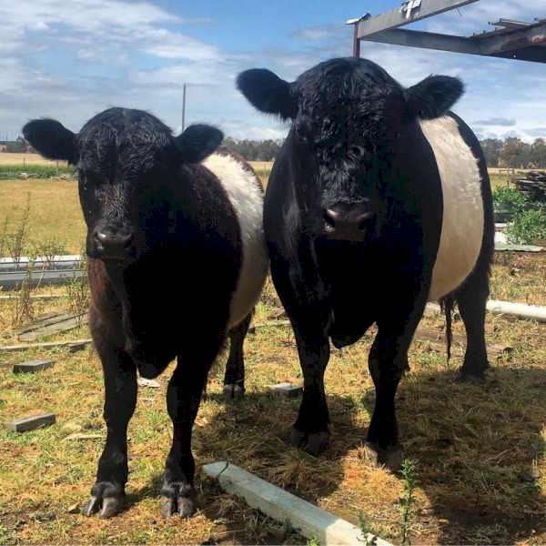 Belted Galloway bull 