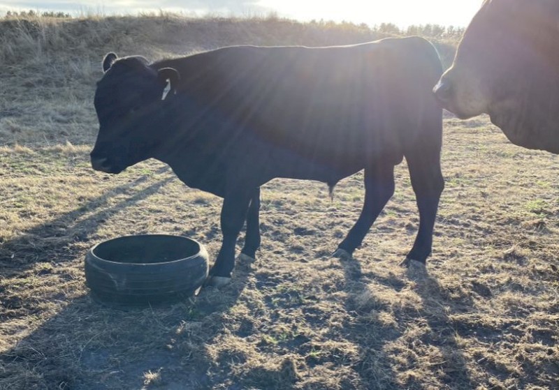X2 Angus Bulls For Sale