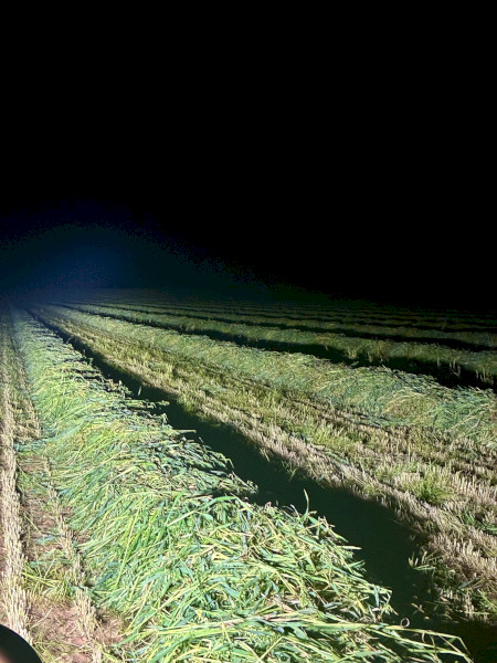 500mt Oaten Hay 680kg 8x4x3 Bales (New Season)