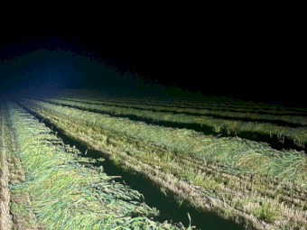 500mt Oaten Hay 680kg 8x4x3 Bales (New Season)
