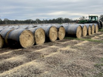 150 x Ryegrass Hay 5x4 Rolls