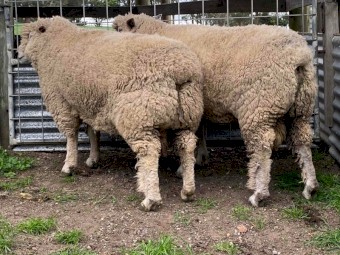 Ryeland Rams (Rare British Breed)