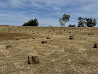 Pasture Hay