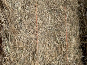 Pasture Hay