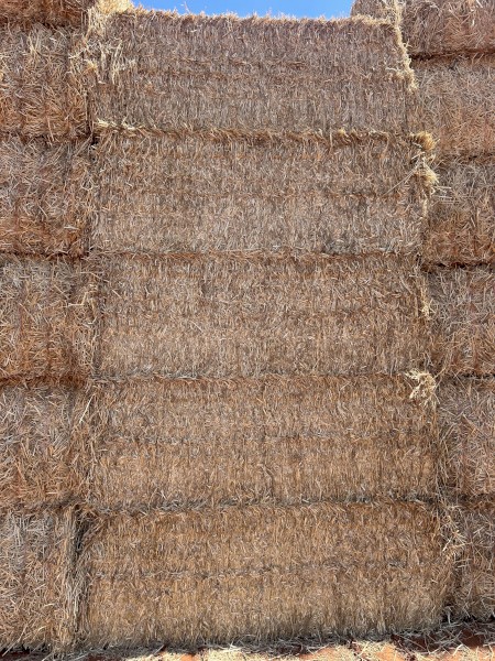 Windrowed Wheaten Straw 8x4x3 Bales