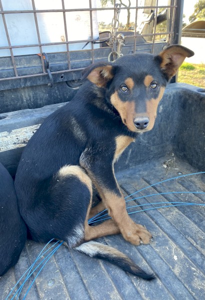 Male Kelpie 