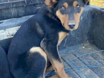 Male Kelpie 