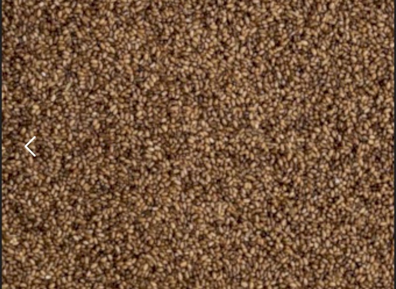 Teff Seed Ivory and Brown