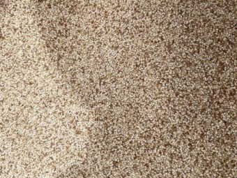 Teff Seed Ivory and Brown