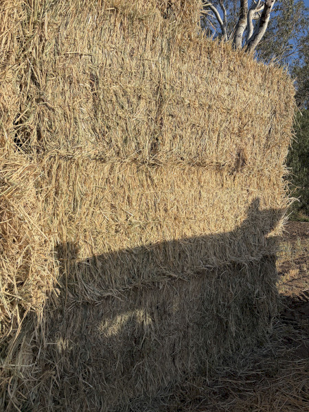 200 M/T of Maximus Barley Hay