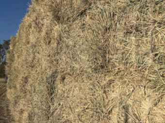 Maximus Barley Hay