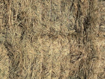 200 M/T of Maximus Barley Hay