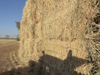 200 M/T of Maximus Barley Hay