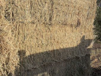 200 M/T of Maximus Barley Hay