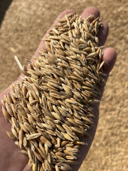 25mt Feed Oats