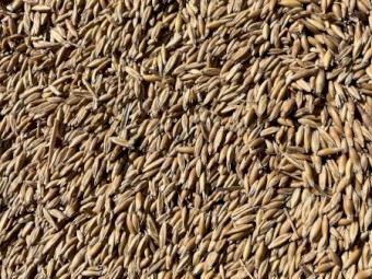 25mt Feed Oats