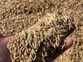 25mt Feed Oats