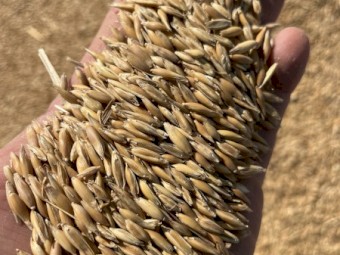 25mt Feed Oats