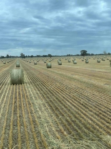 Oaten Hay 480kg 5x4 Rolls