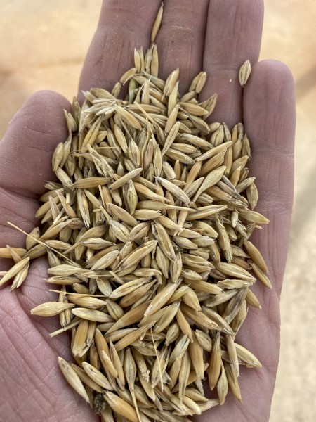 Feed Oats