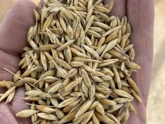 Feed Oats