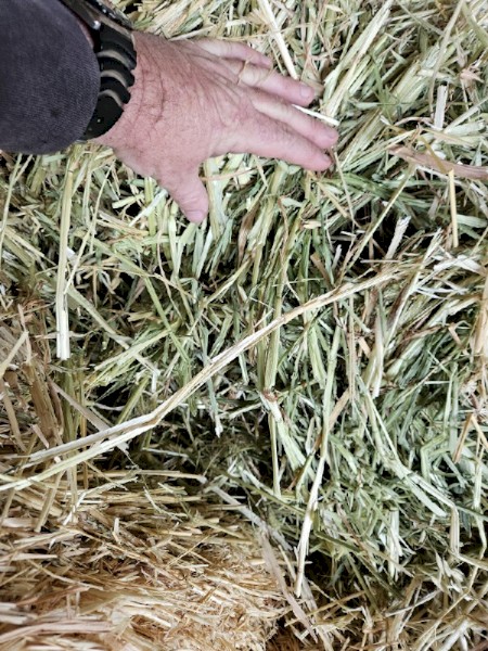 Oaten Hay