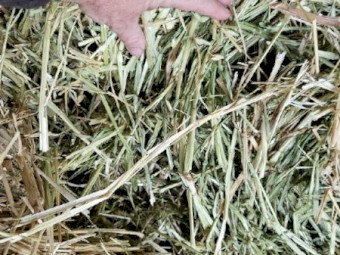 Oaten Hay