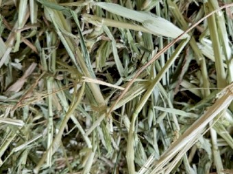 Oaten Hay