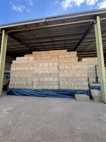 1000 x Lucerne Hay Small Squares