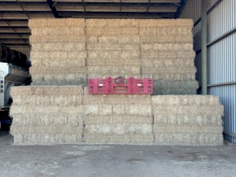 1000 x Lucerne Hay Small Squares