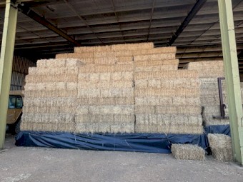 1000 x Lucerne Hay Small Squares