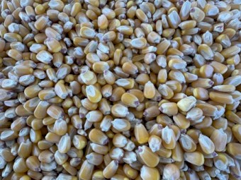  Feed Maize / Corn