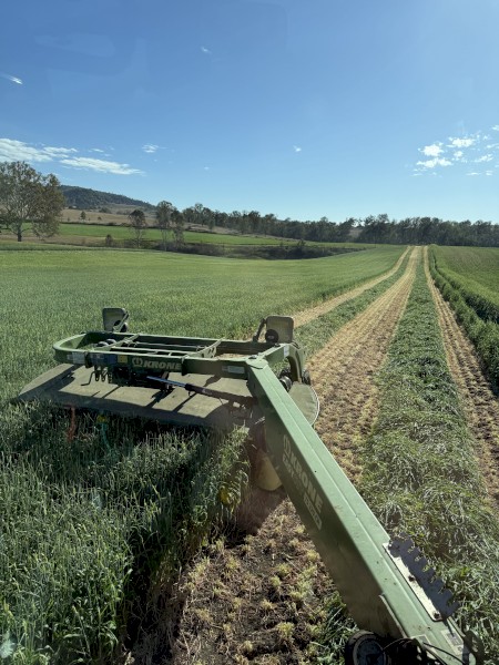 Beardless Barley Hay Small Squares x 300