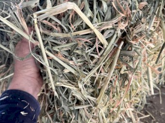 Beardless Barley Hay Small Squares x 300